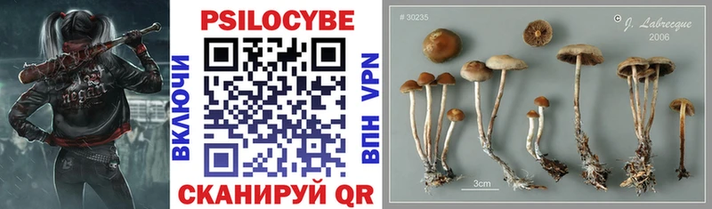 Купить  Геленджик  Псилоцибиновые грибы мицелий 
